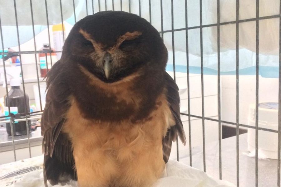 coruja-diabo resgatada em Bertioga