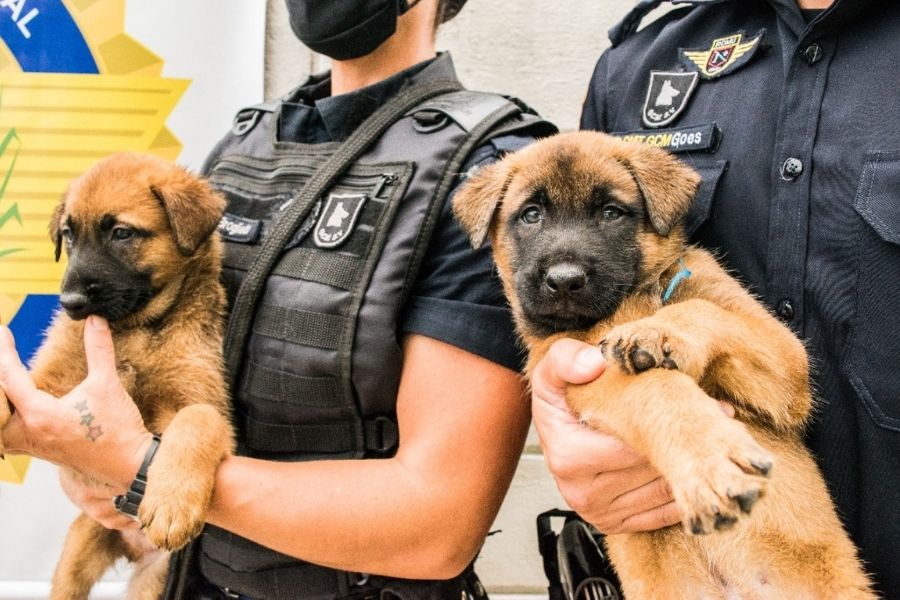 Novos cães da Guarda Municipal de São Vicente