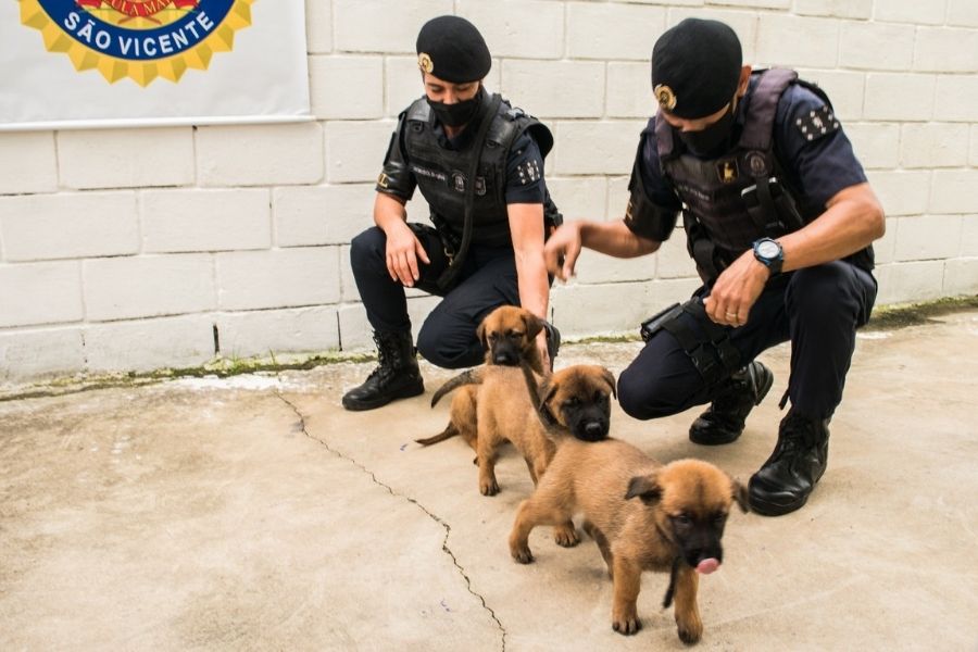 Novos cães da Guarda Municipal de São Vicente