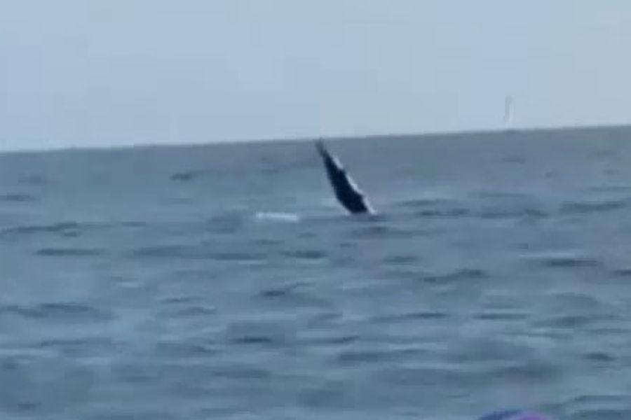 Reprodução/Viver em Santos e Região