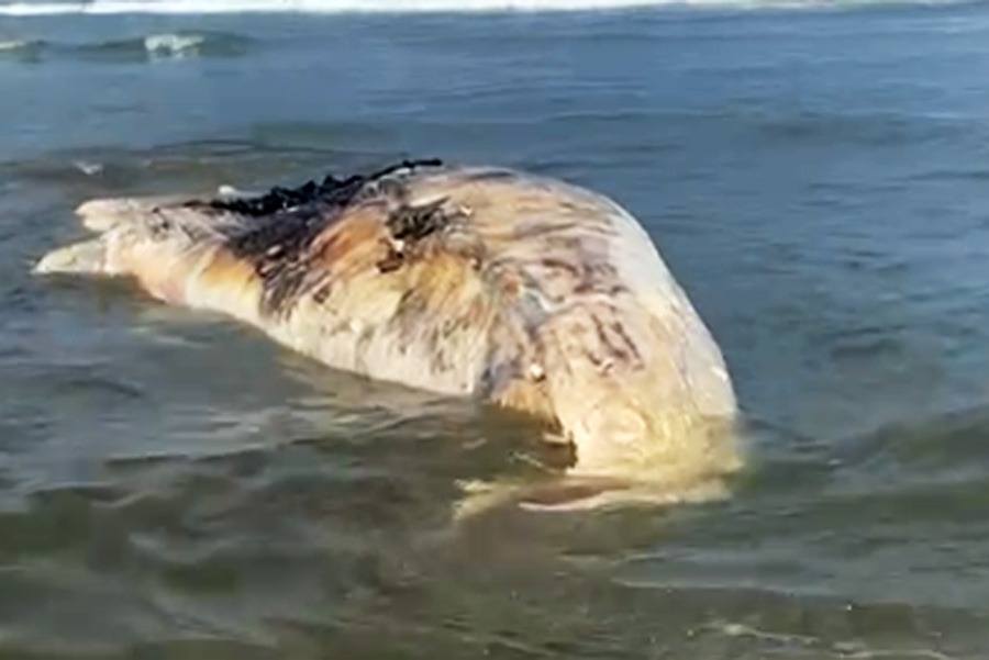 Reprodução/Praia Grande Mil Grau