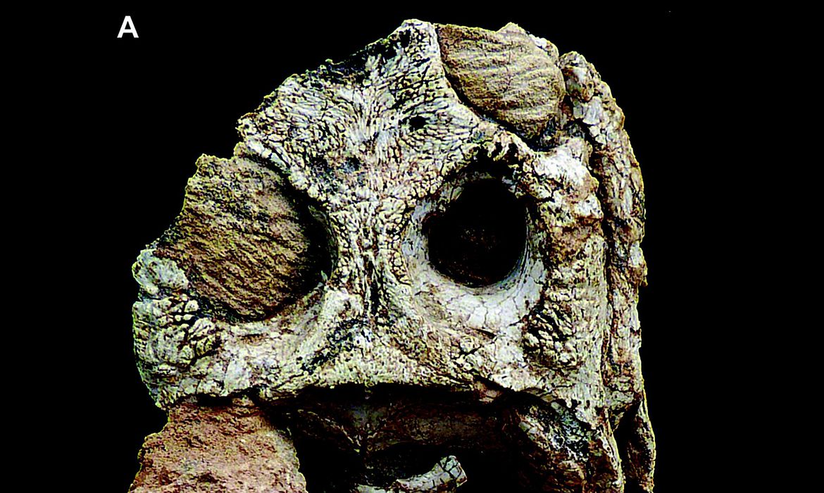 Coronelsuchus civali