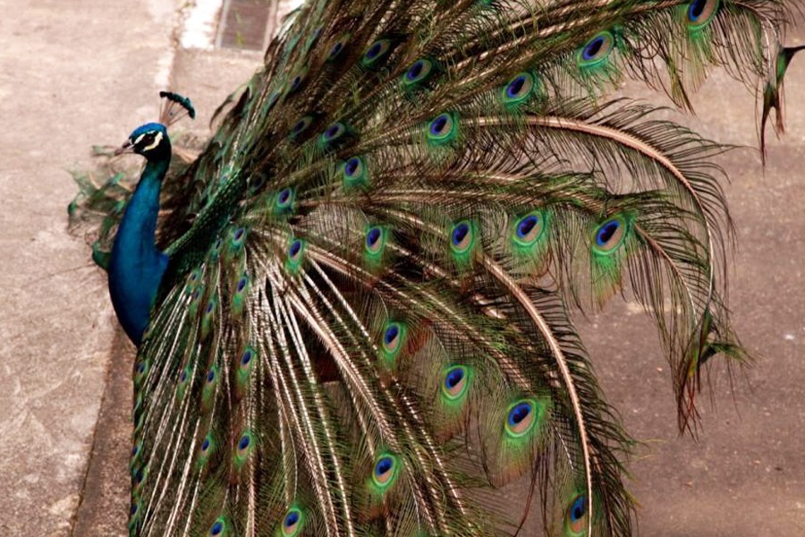 Francisco Arrais/Arquivo Prefeitura de Santos