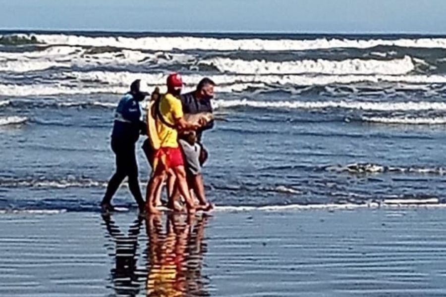 Golfinho ‘toninha’ é encontrado morto em praia de Santos