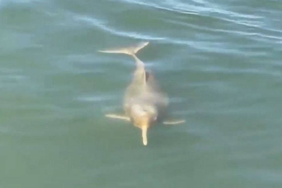 Foto: Marina Silva Okida e Nelson Sater/Instituto Biopesca
