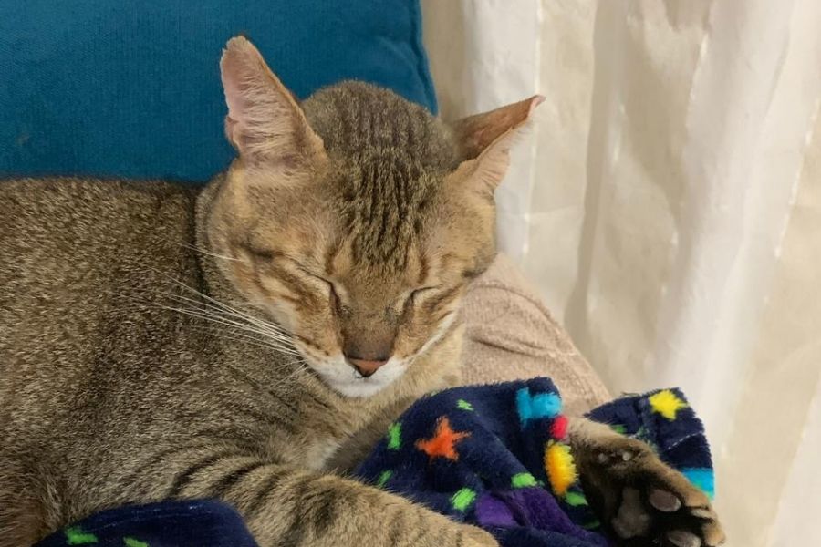 Gato escapa de caixa de transporte e tutora pede ajuda para encontrá-lo em Santos