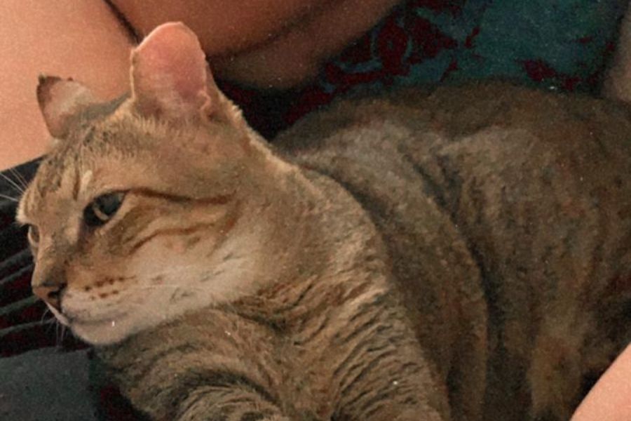 Gato escapa de caixa de transporte e tutora pede ajuda para encontrá-lo em Santos