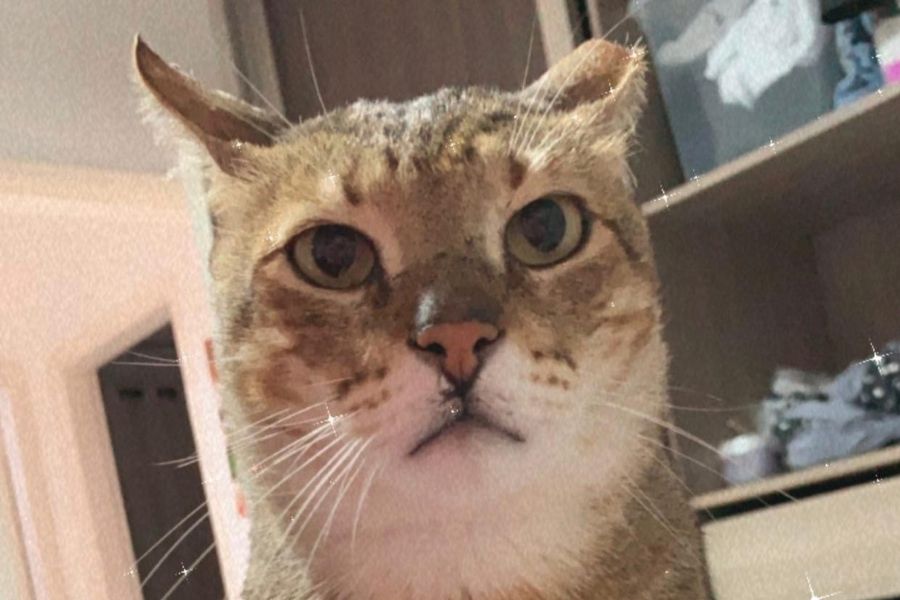 Gato escapa de caixa de transporte e tutora pede ajuda para encontrá-lo em Santos