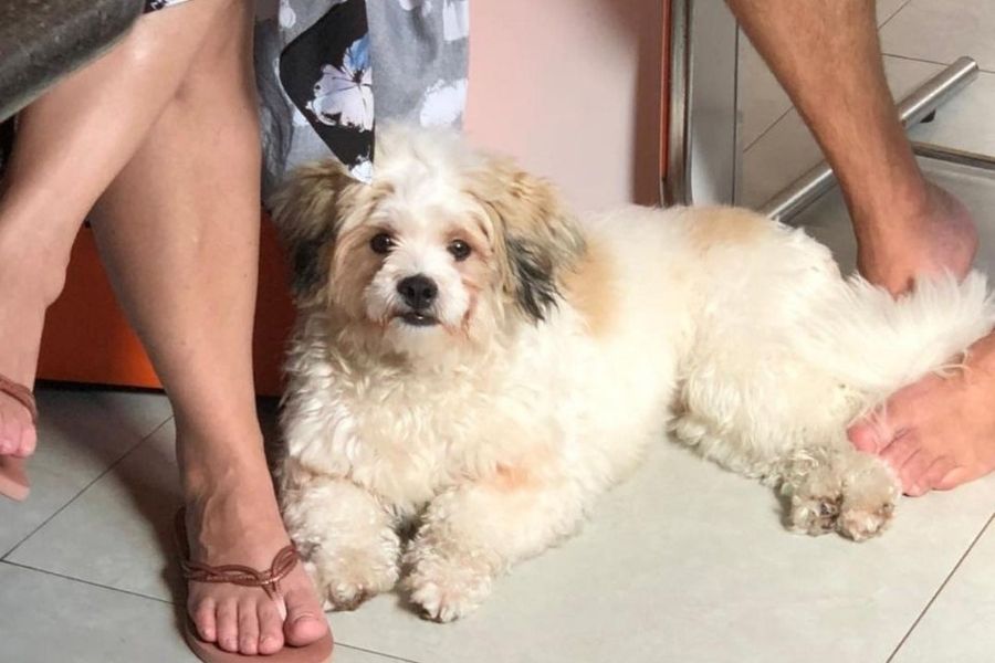 Ladrões levam cachorro de moradora de Santos e família pede ajuda para encontrá-lo
