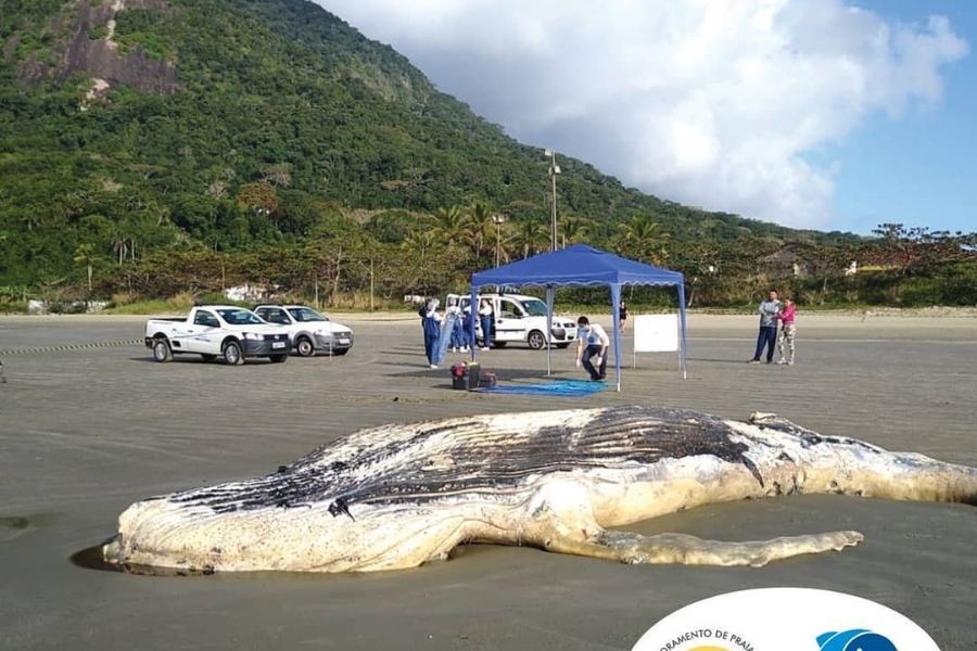 Foto: Nelson Sater/Instituto Biopesca