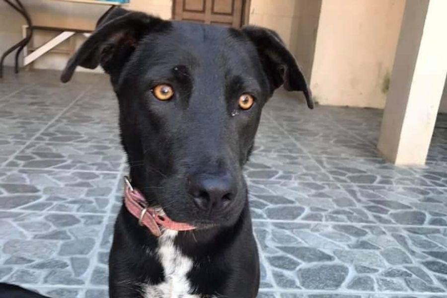 Estrela, cadela desaparecida em Guarujá (Foto: Arquivo pessoal)