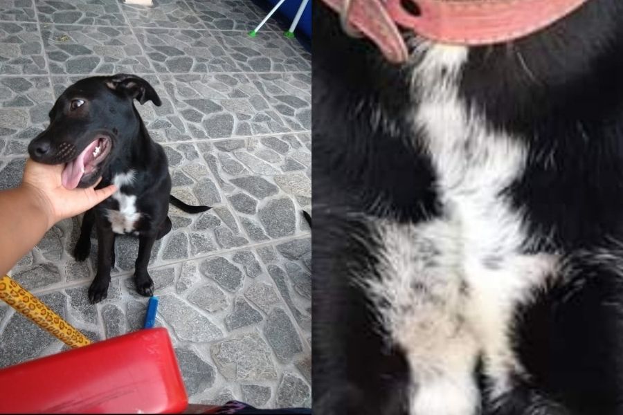 Cadela foge de casa em Guarujá e tutora pede ajuda nas redes sociais após uma semana