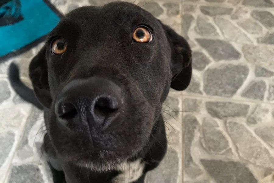 Cadela foge de casa em Guarujá e tutora pede ajuda nas redes sociais após uma semana