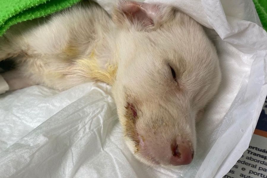 Cachorrinha não resiste após ter corpo 50% queimado e morre por infecção em Santos