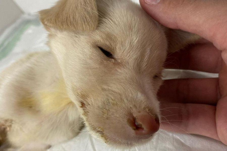 Foto: ONG Viva Bicho