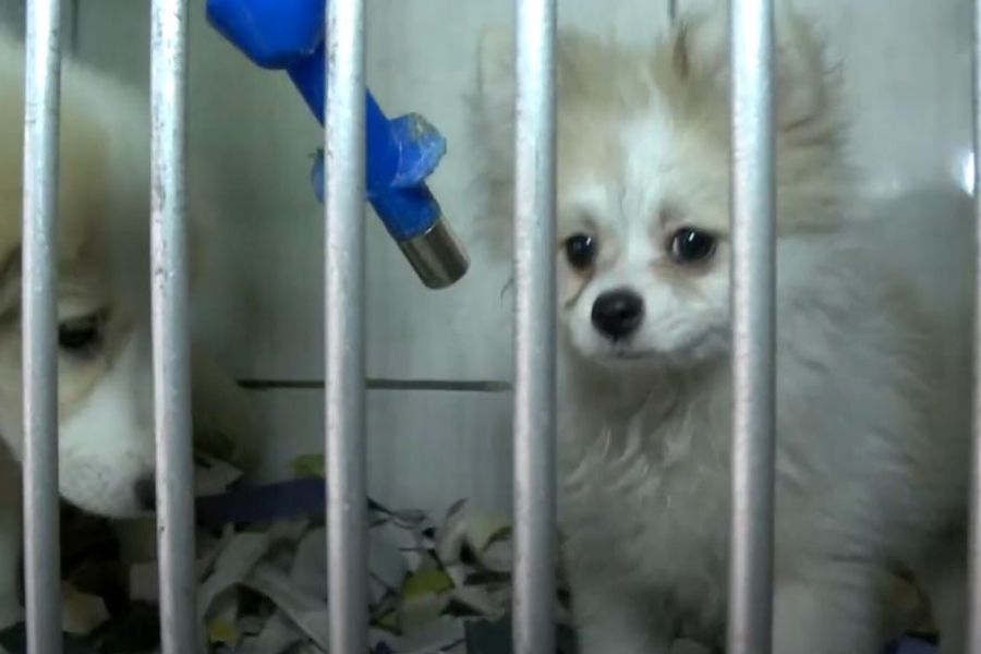 Reprodução/Santa Cecília TV