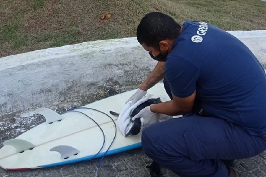 Pinguim é resgatado na Praia de Pitangueiras, em Guarujá