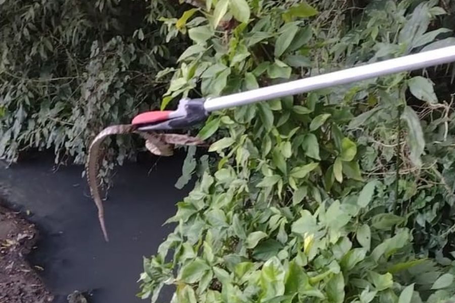 Jararaca é capturada no Hospital Santo Amaro, em Guarujá