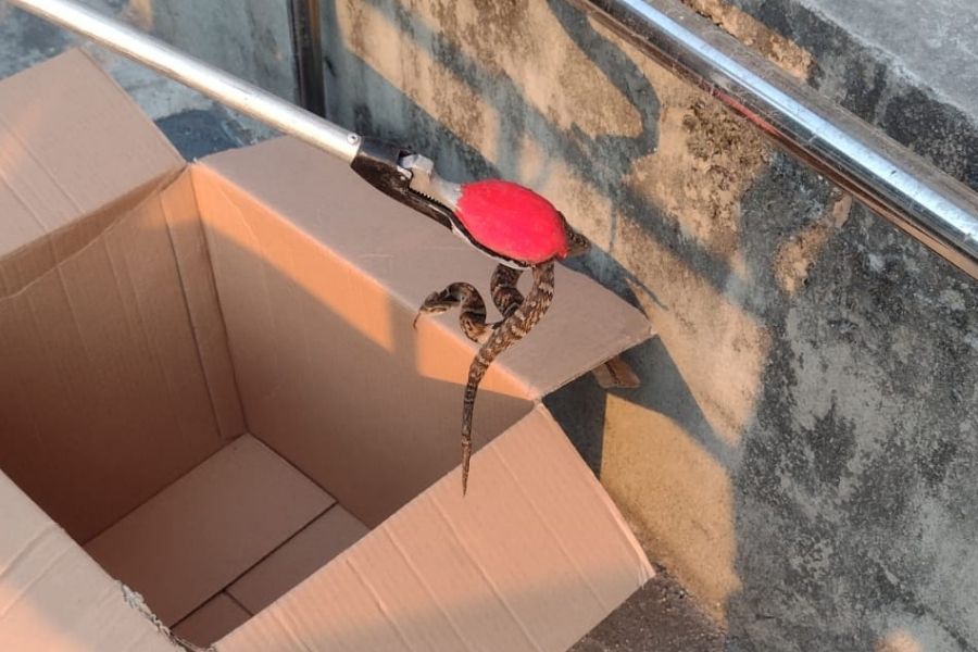 Divulgação/PM Ambiental