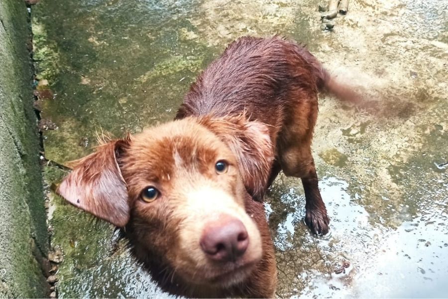 (Foto: Divulgação/PM Ambiental)