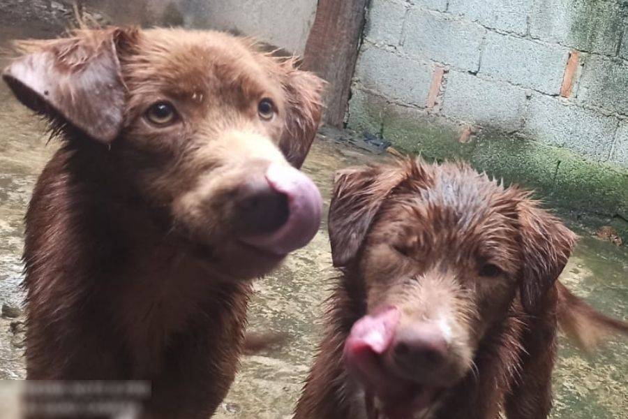Polícia Ambiental resgata cães e gatos que sofriam maus-tratos em Santos