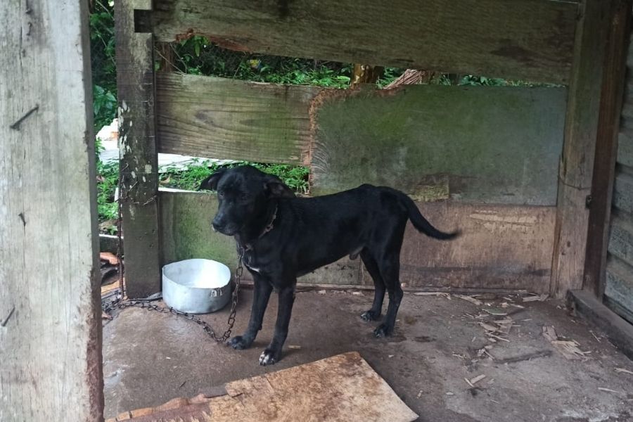 Polícia Ambiental resgata cães e gatos que sofriam maus-tratos em Santos