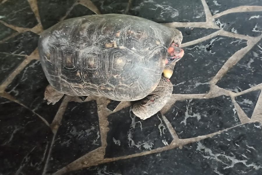 Polícia Ambiental resgata cães e gatos que sofriam maus-tratos em Santos