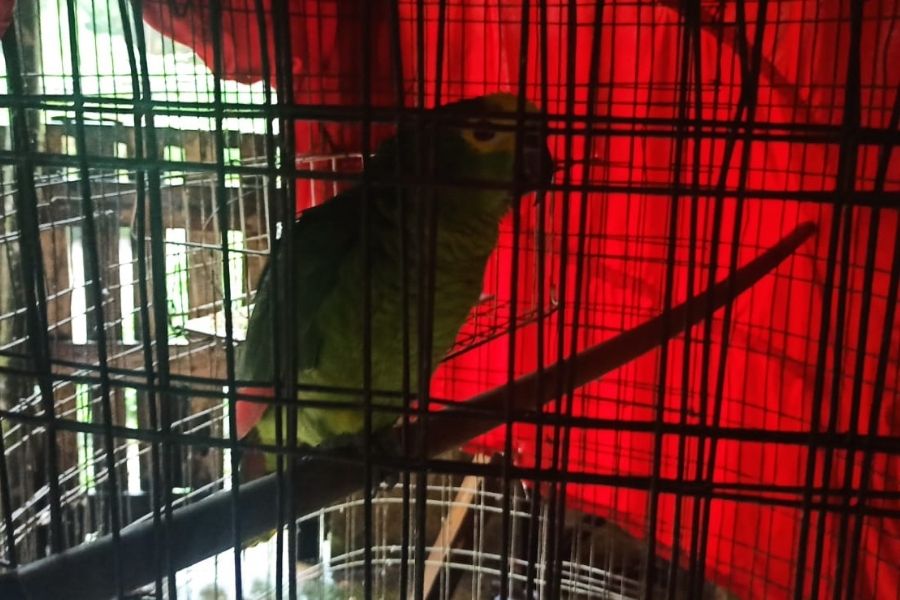 Polícia Ambiental resgata cães e gatos que sofriam maus-tratos em Santos