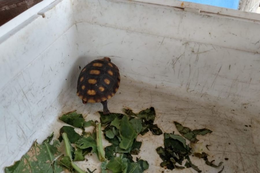 Jabuti, píton e ouriço pigmeu são resgatados pela PM Ambiental em Itanhaém