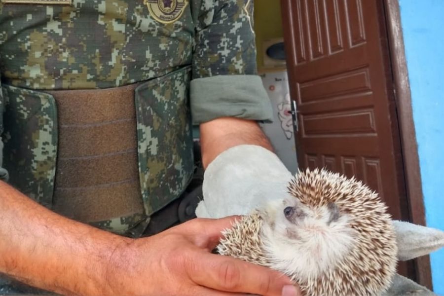 (Foto: Divulgação/PM Ambiental)
