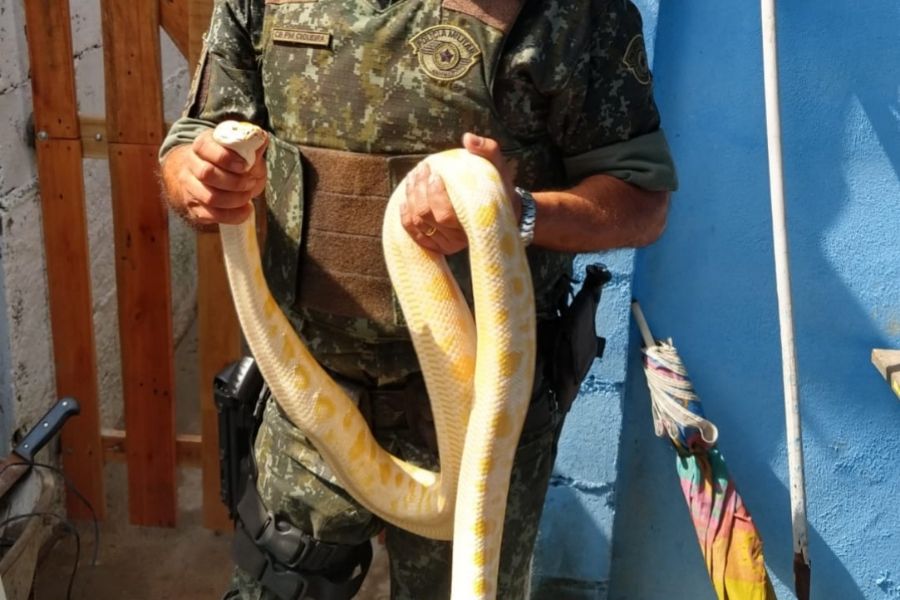 Jabuti, píton e ouriço pigmeu são resgatados pela PM Ambiental em Itanhaém