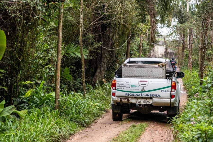 Filhote de jaguatirica é resgatado após ser encontrado por moradores em Mongaguá