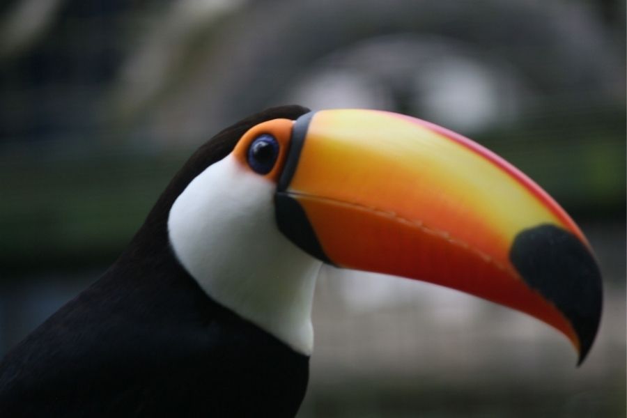 tucano