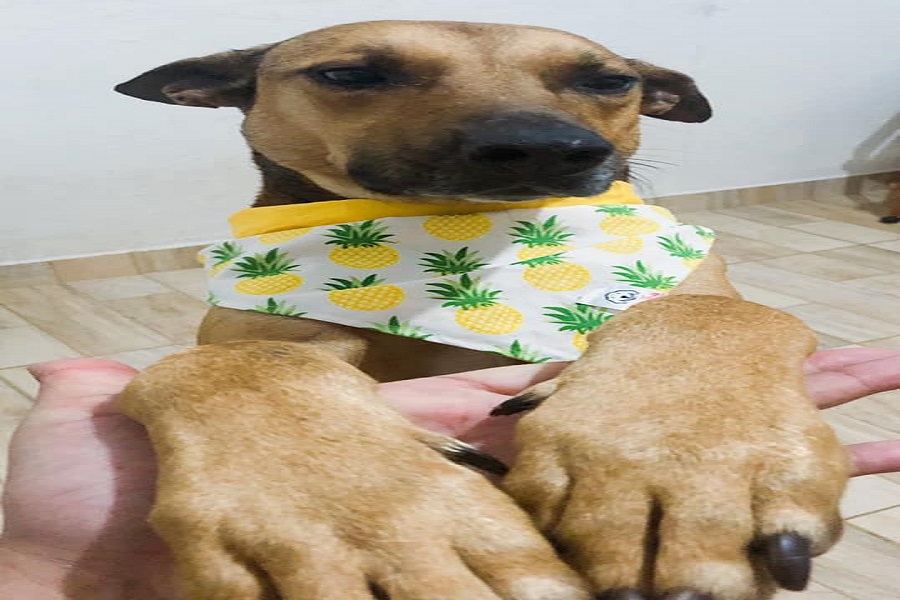 Reprodução/Facebook