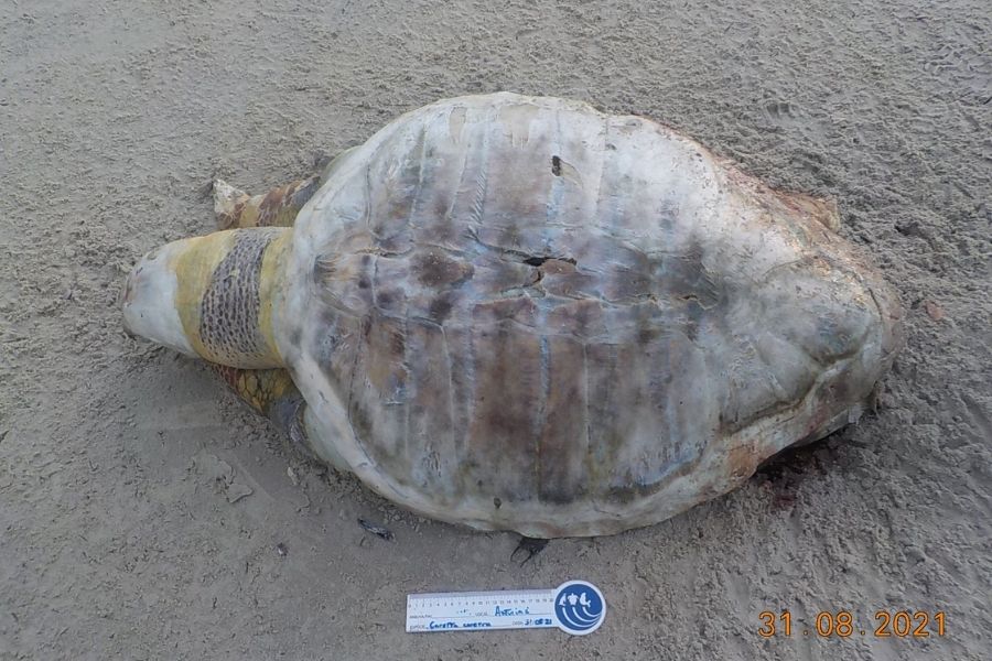 Tartaruga e golfinho são encontrados encalhados em praias da Baixada Santista