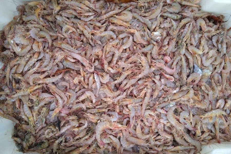 Polícia Marítima apreende 80 toneladas de camarão desde o início do ano