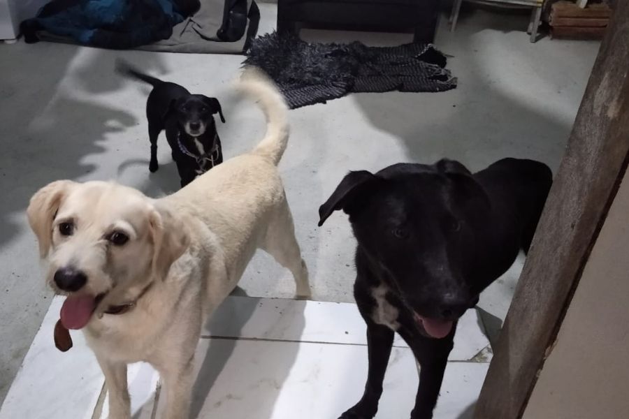 Família reencontra cachorrinha perdida há dois meses em Guarujá