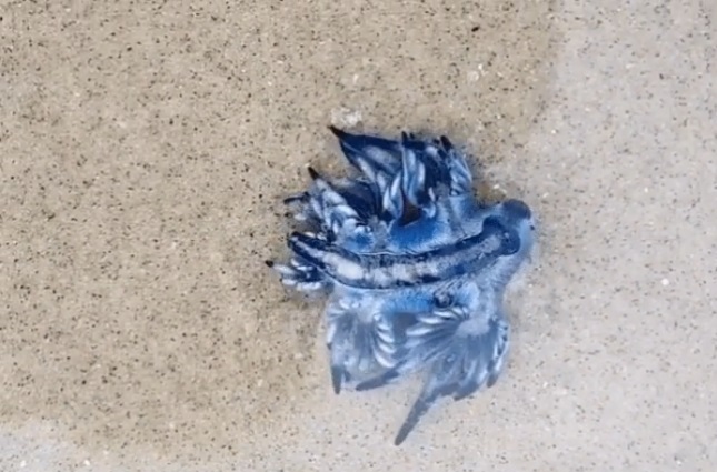 Dalma Mesquita Ferreira