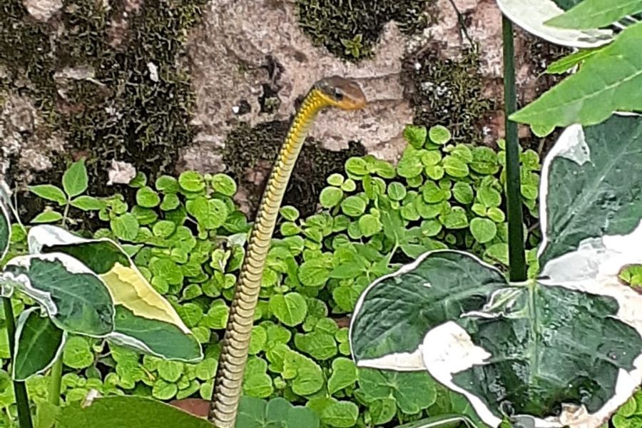 Moradores se assustam com cobra no jardim de casa em Peruíbe