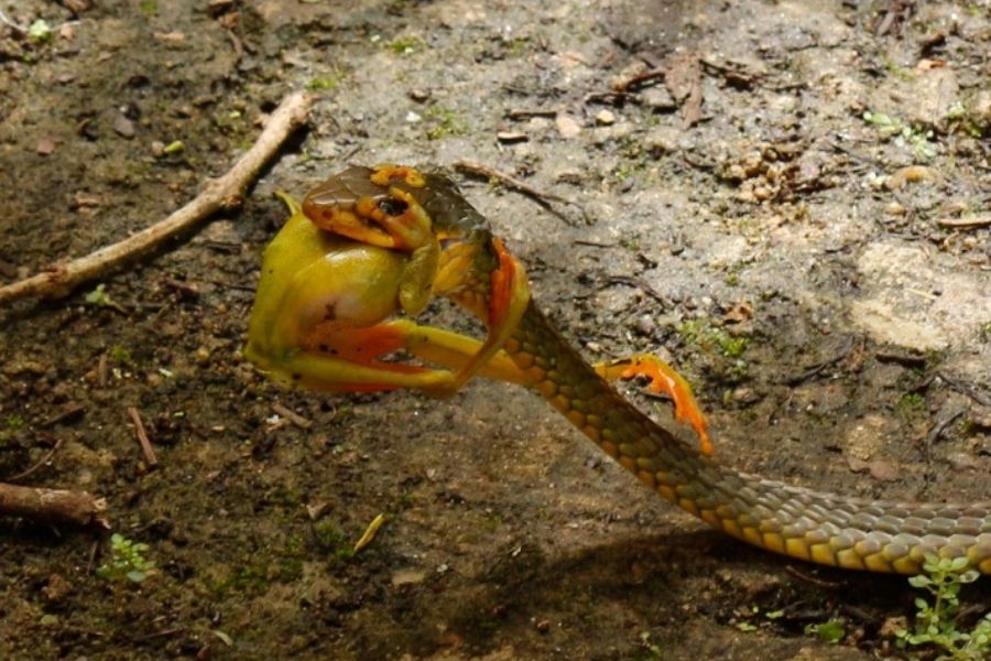 Moradores se assustam com cobra no jardim de casa em Peruíbe