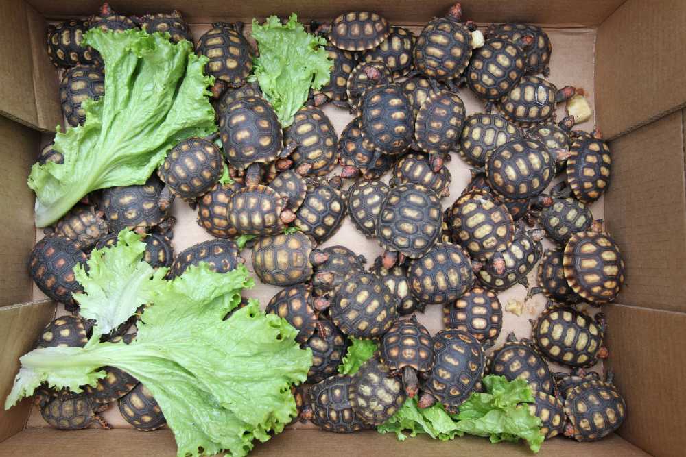 Rivaldo Gomes/Folha Press