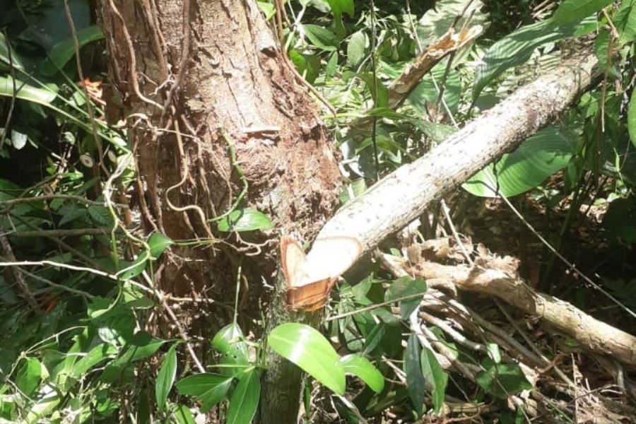 (Foto: Divulgação/PM Ambiental)