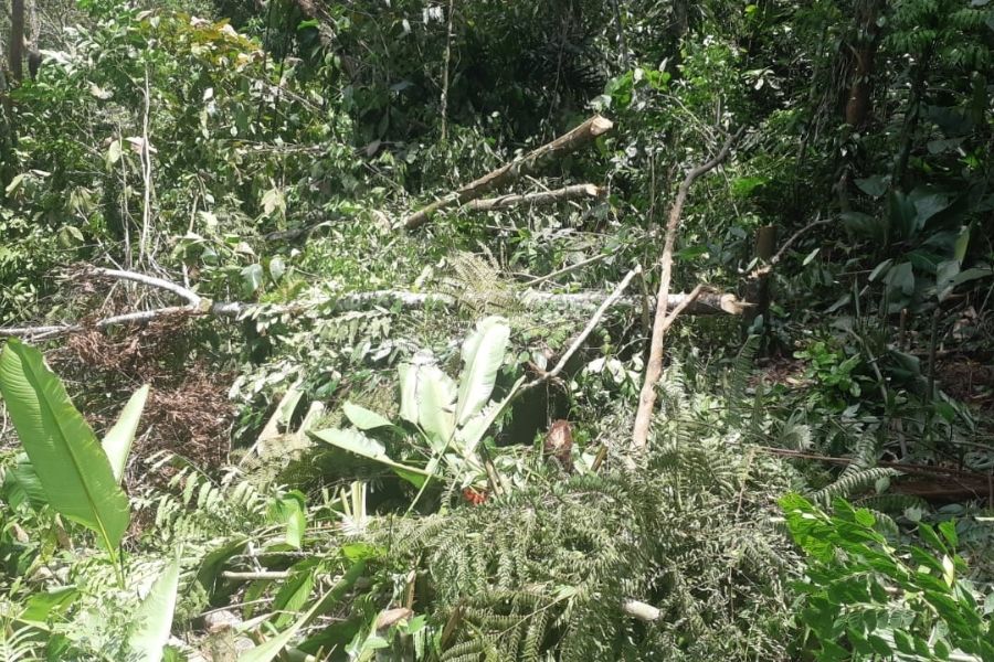 Desmatamento São Vicente