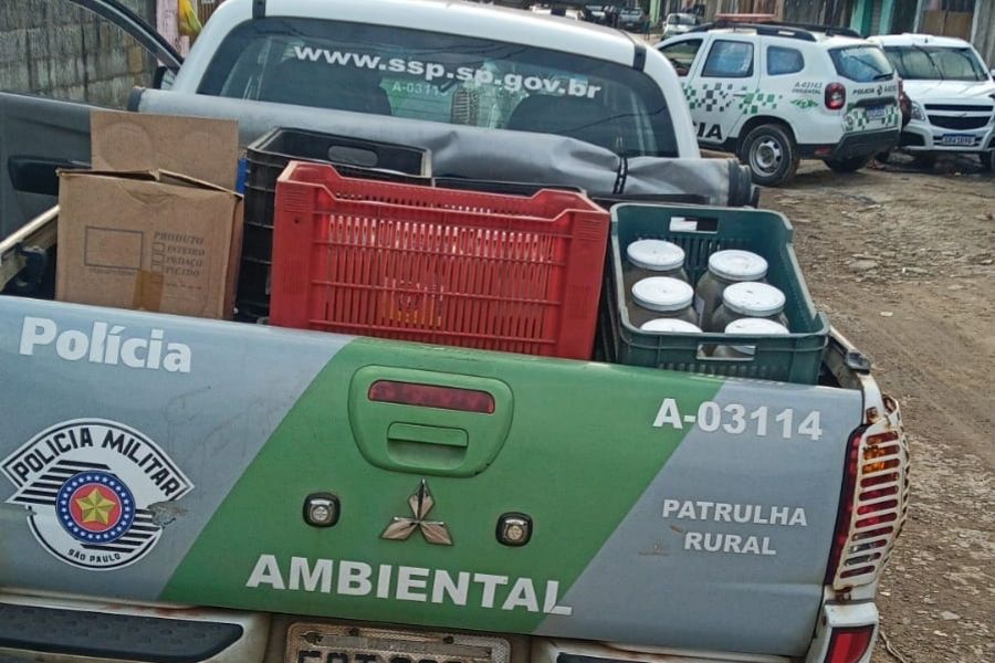 Extração ilegal de palmito