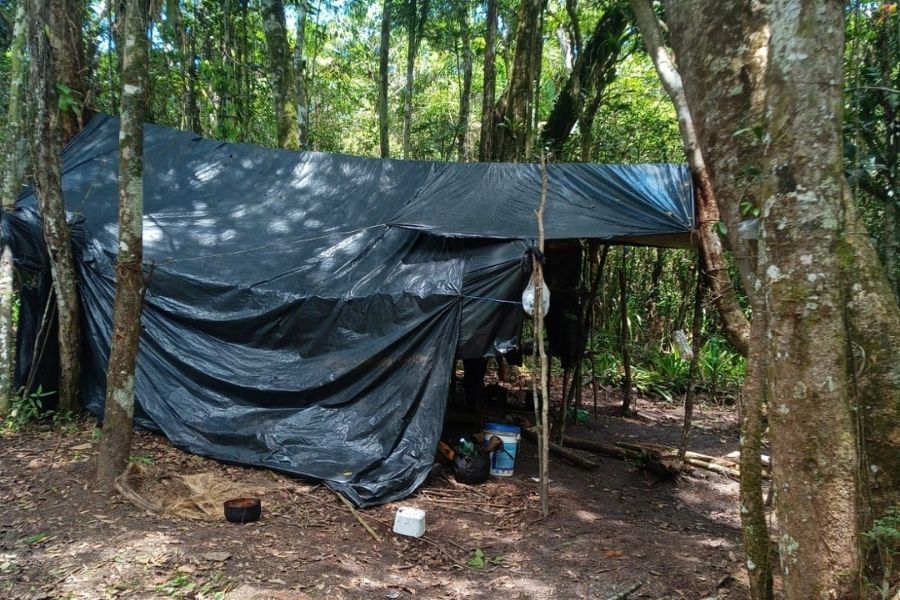 Extração ilegal de palmito