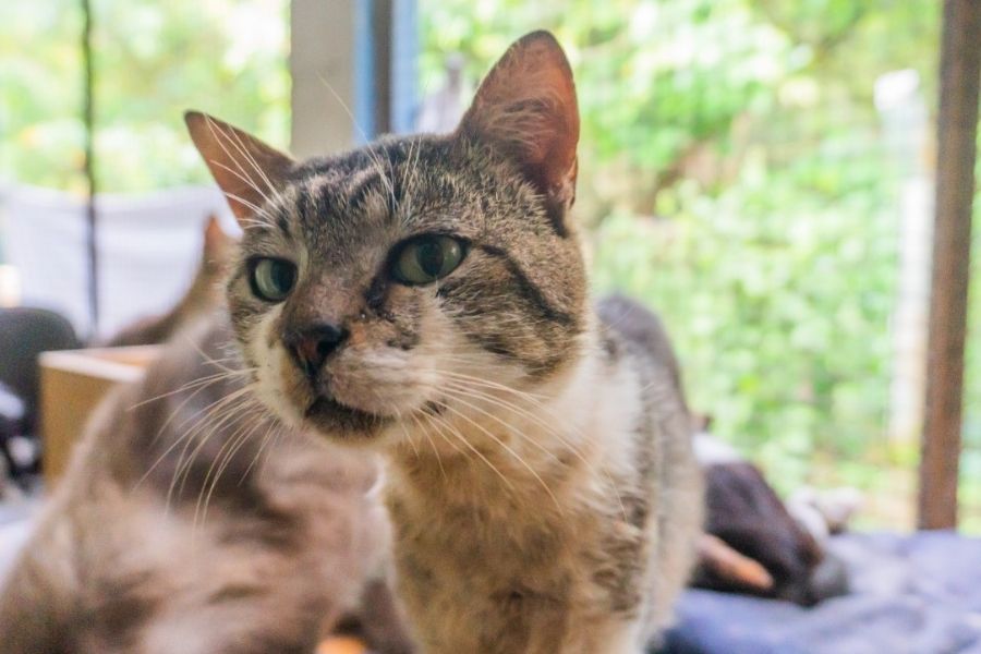 gatos adoção animais pets