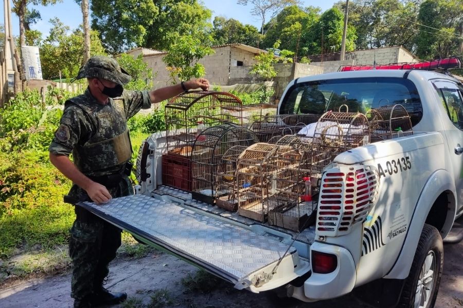 Aves em cativeiro em Itanhaém