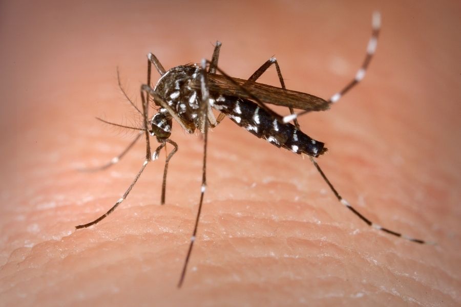 Estado de SP ultrapassa a marca de 300 mortes por dengue