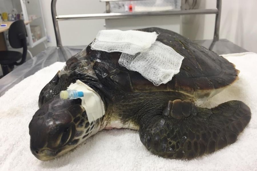 Divulgação/Instituto Biopesca