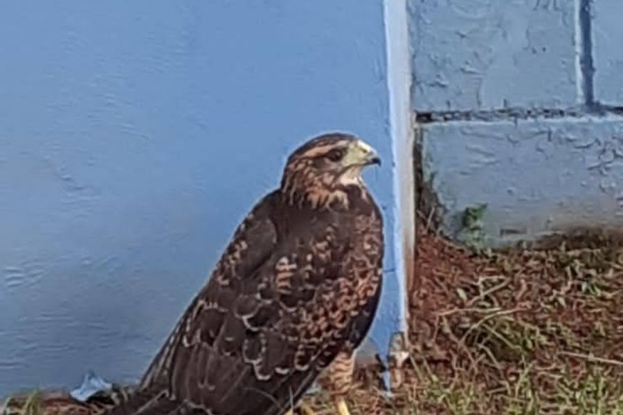 Aves de rapina feridas são resgatadas por guardas municipais em Santos